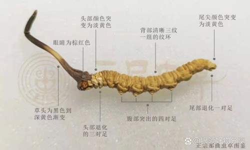 苦瓜大骨汤的功效网-分享苦瓜大骨汤的功效与作用，苦瓜大骨汤的功效与禁忌知识库
